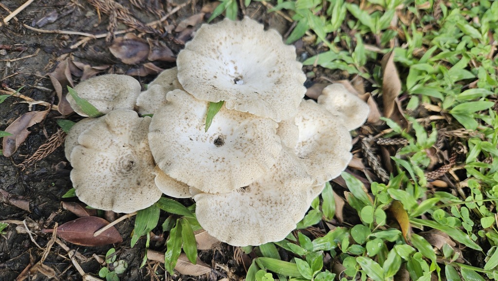 Lentinus squarrosulus · August 2025 · photo: © deerjacksonhu (iNaturalist, cc-by)