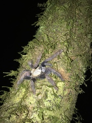 Ornithoctoninae