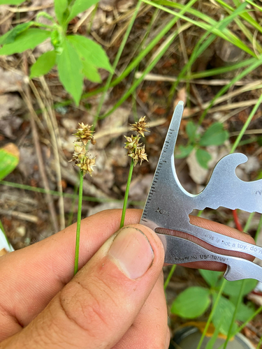 Wiegand's sedge (Carex wiegandii)