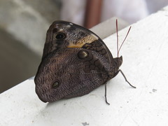 Opsiphanes invirae