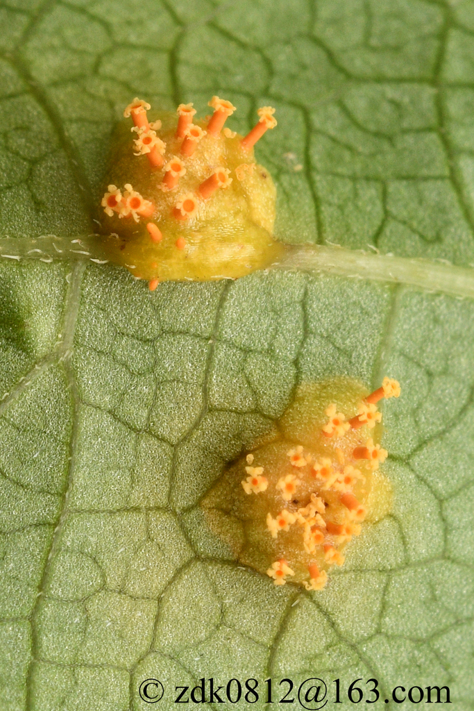 Endophyllum paederiae