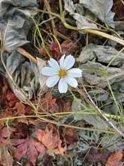 Cosmos diversifolius