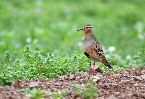 Tawny-throated Dotterel
