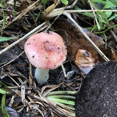 Russula betularum