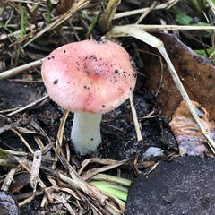 Russula betularum