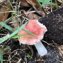 Russula betularum