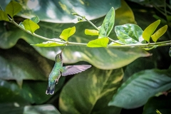 Chlorostilbon lucidus