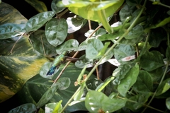 Chlorostilbon lucidus