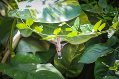 Chlorostilbon lucidus