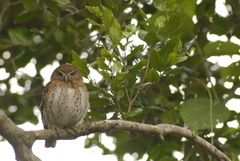 Glaucidium siju