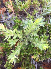 Lithospermum caroliniense croceum