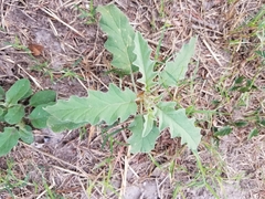 Solanum elaeagnifolium