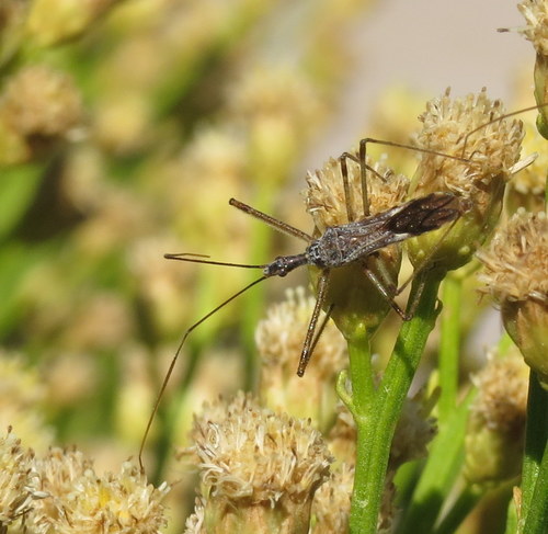 Four-spurred Assassin Bug photo 3