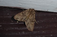Ichneutica averilla