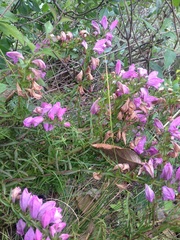 Lamourouxia dasyantha