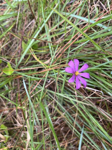 Pine-woods Rose Gentian (Sabatia gentianoides)