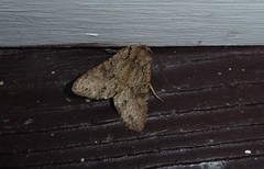 Ichneutica averilla