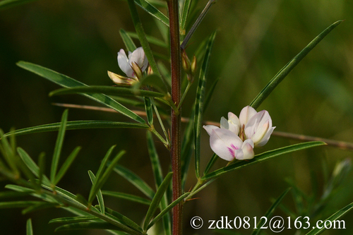 Lespedeza caraganae iNat (2)