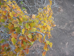 Rhus aromatica simplicifolia