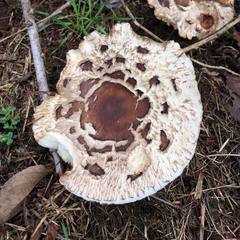 Rhacodium