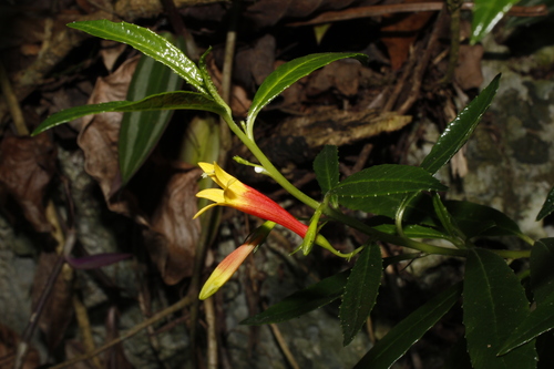Siphocampylus manettiiflorus