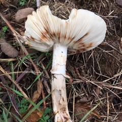 Rhacodium