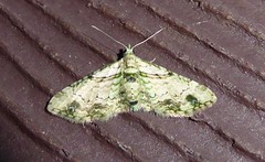 Chloroclystis sphragitis