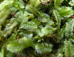 Heteroscyphus allodontus