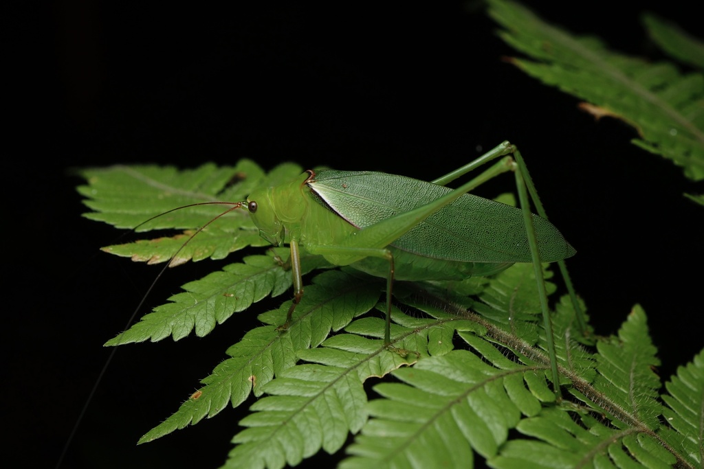 Psyrana