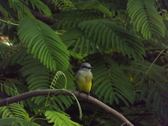 Tyrannus melancholicus