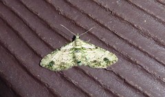 Chloroclystis sphragitis