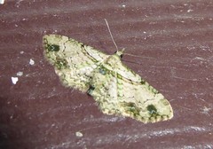 Chloroclystis sphragitis