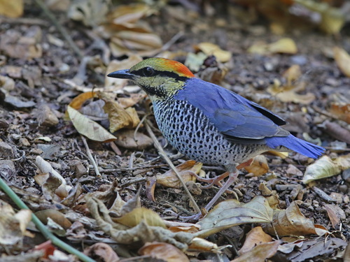 Blue Pitta (Hydrornis cyaneus), photo 10