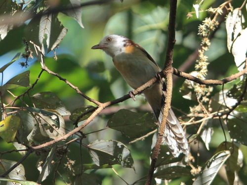 Collared Babbler (Gampsorhynchus torquatus), photo 5