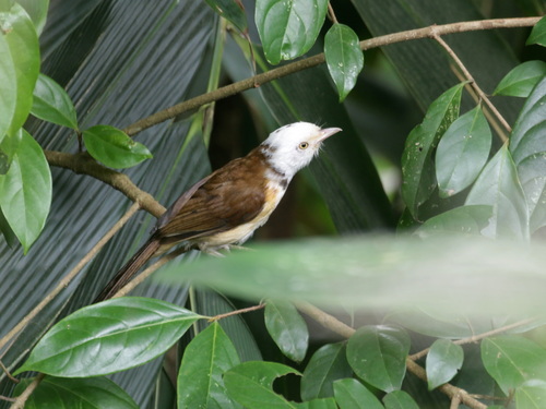 Collared Babbler (Gampsorhynchus torquatus), photo 7