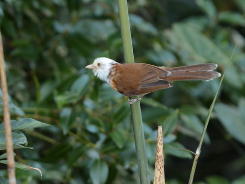 Collared Babbler (Gampsorhynchus torquatus), photo 8