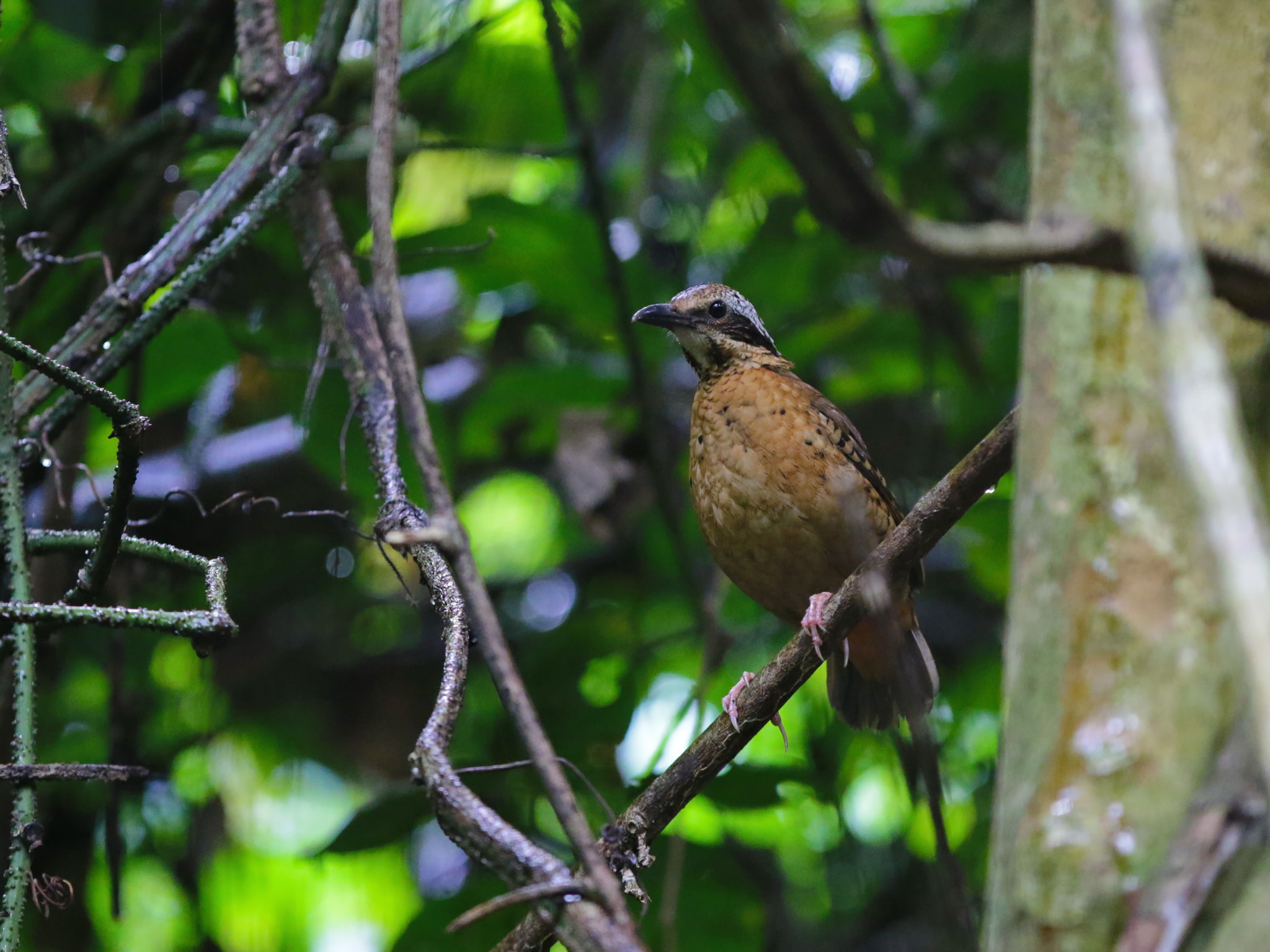 Eared Pitta