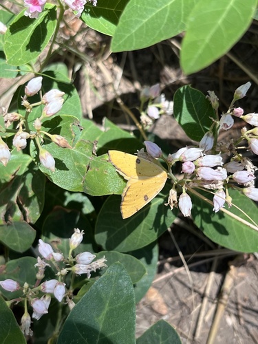 iNaturalist observation photo of Sulphur Moth
