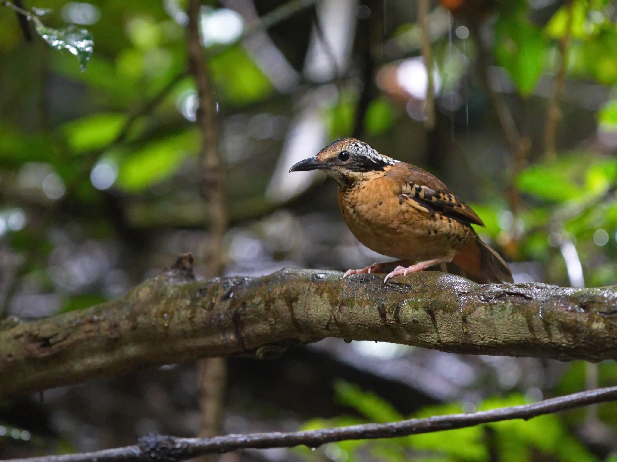 Eared Pitta