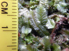 Heteroscyphus allodontus