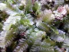 Heteroscyphus allodontus