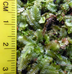 Heteroscyphus allodontus