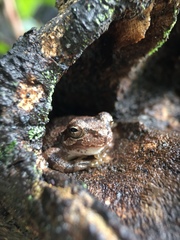 Hyla japonica