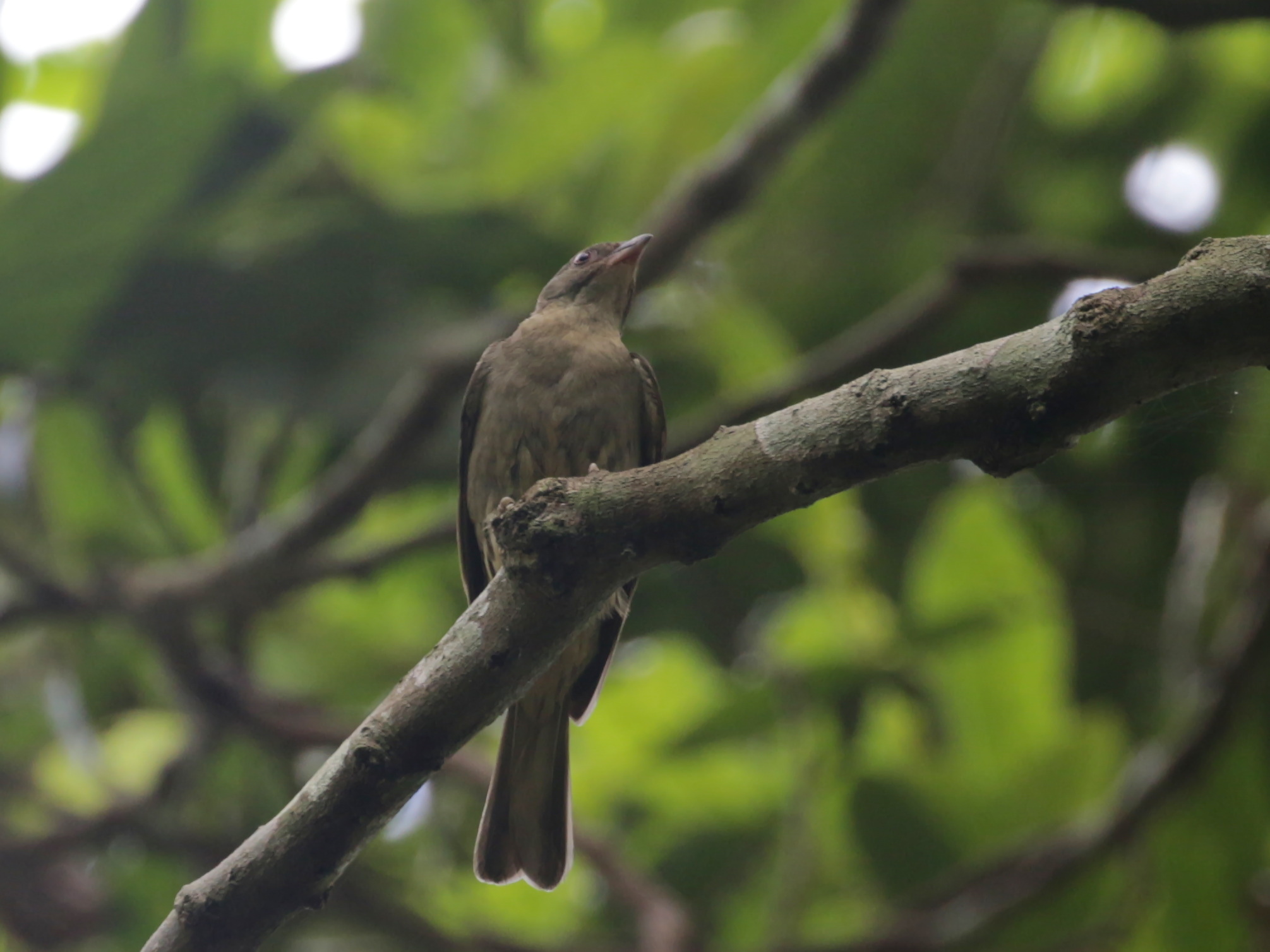 Malaysian Honeyguide (Indicator archipelagicus), photo 2