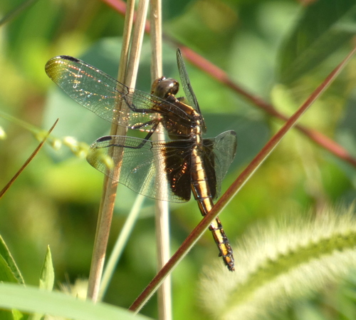Widow Skimmer