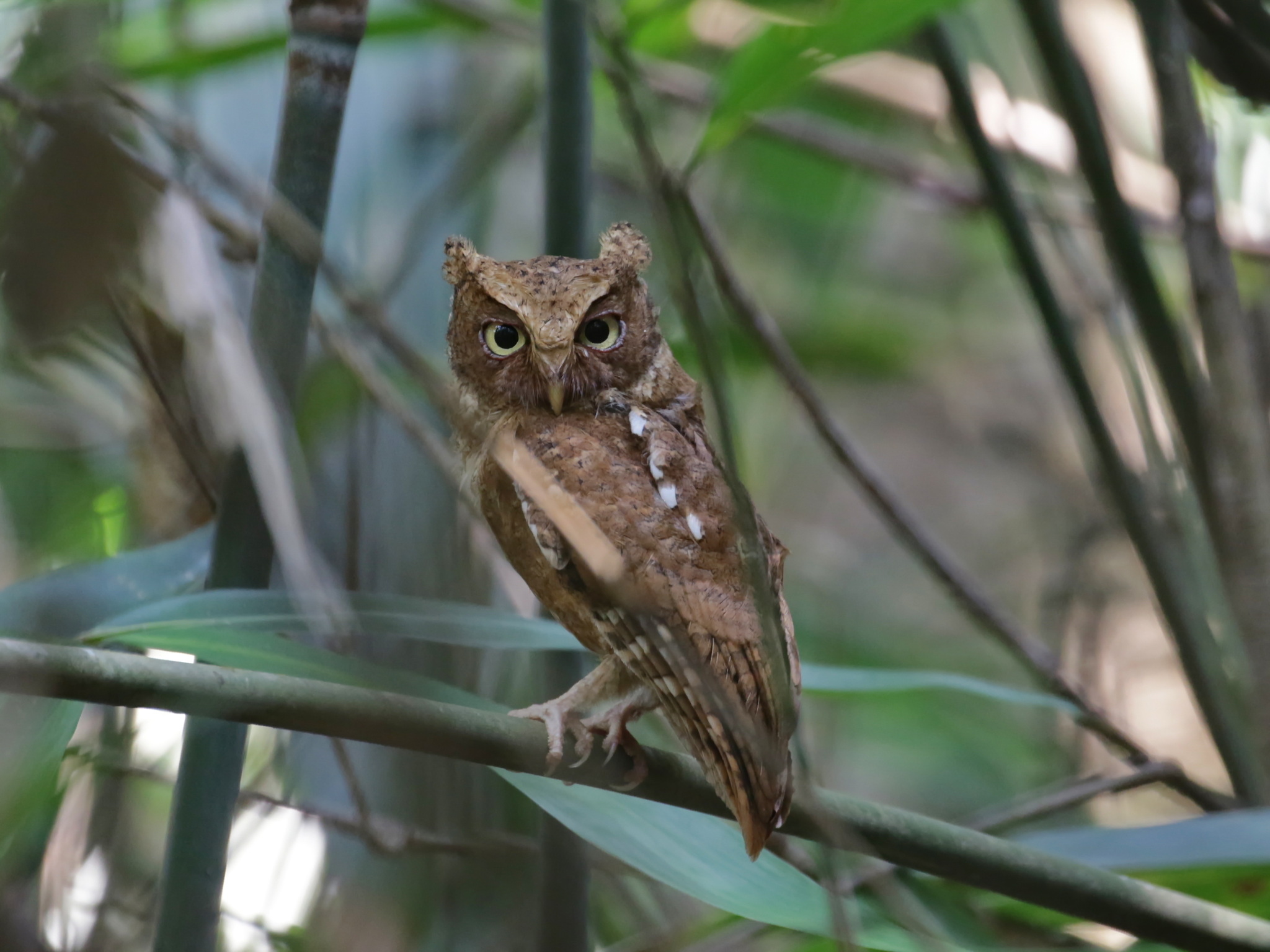 Mountain Scops Owl