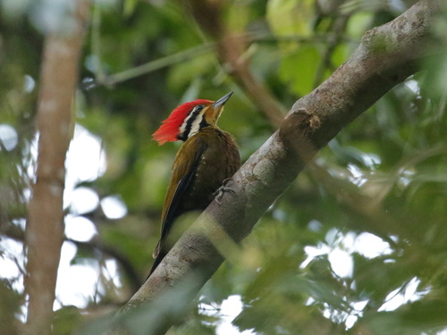 Olive-backed Woodpecker (Gecinulus rafflesii), photo 6