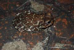 Peltophryne peltocephala