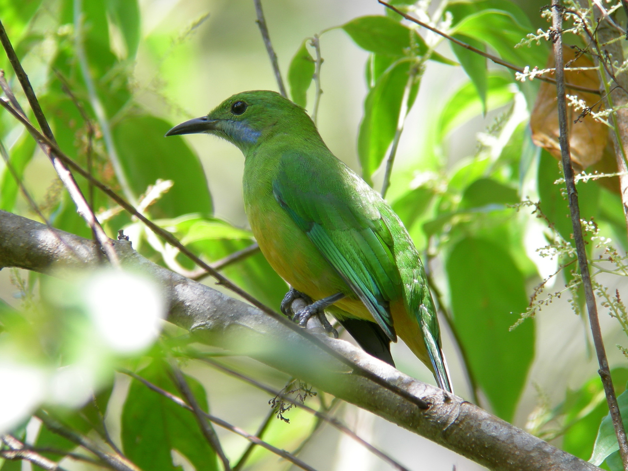 Orange-bellied Leafbird