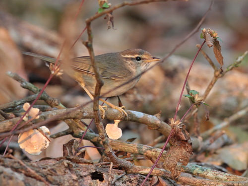 Mosquitero de Schwarz (Phylloscopus schwarzi)
